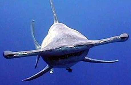 hammerhead shark looks
