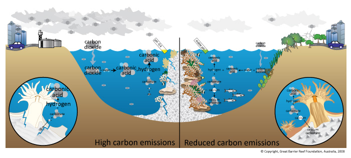Diagram Of The Water Cycle For Coral Reefs 70