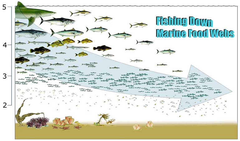 An important call for more forage fish to remain in the sea | Beach Chair  Scientist