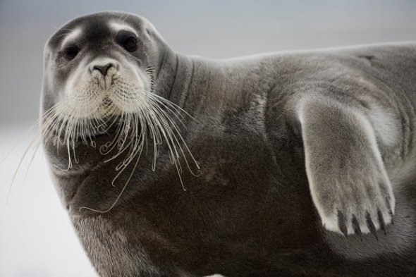 Adult bearded seal by by wildlife photographer Paul Souders